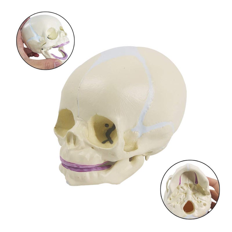 EVOTECH SCIENTIFIC Human Infant Skull Model, Life Sized Fetus Anatomy Skull Model for Medical Teaching Learning, Students Education Display Tool, Hand Painted - Image 3